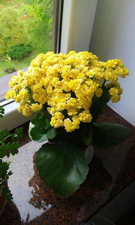 kalanchoe.jpg