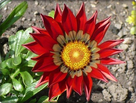 gazania.JPG