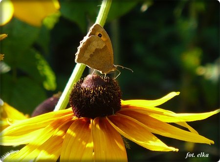 rudbekiazmotylkiem.JPG