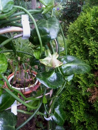 Ceropegia sandersonii.jpg