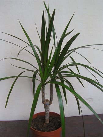 dracena zielona.jpeg