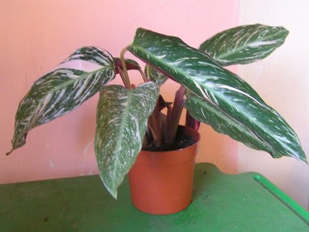 calathea triostar.jpeg