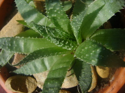 aloes fi.JPG