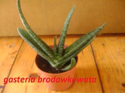 gasteria.JPG