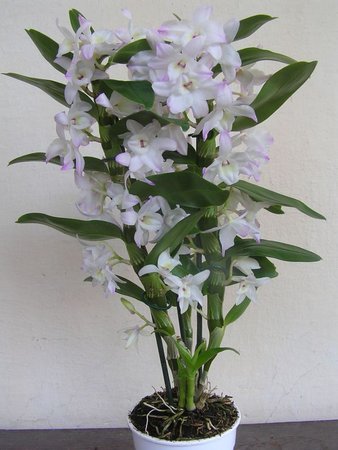 dendrobium mniejsze.jpeg