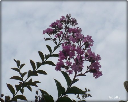 lagerstroemia.JPG