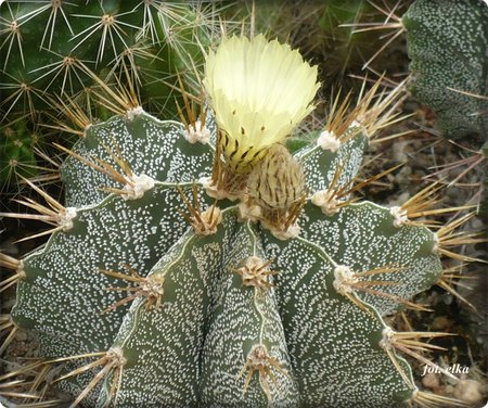 astrophytum1.JPG