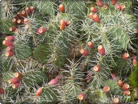 Opuntia phaeacantha.JPG