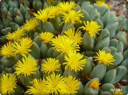 Conophytum klipbokbergense.JPG