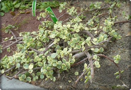 Portulacaria afra.JPG