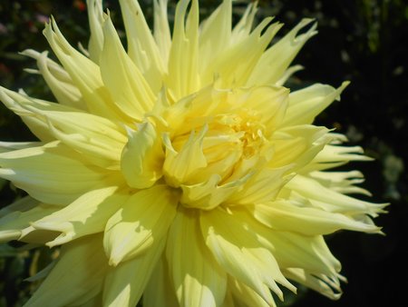 azDahlia Constalia Lemon 2016-09-10 4242.jpg