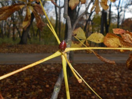 azKasztanowiec 2016-11-08 4899.JPG