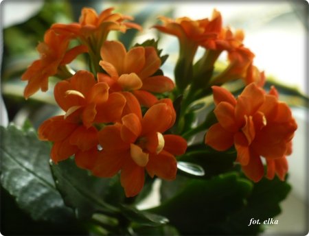 kalanchoe5.JPG