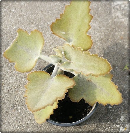 Kalanchoe beharensis.JPG