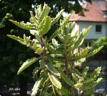 kalanchoes.JPG