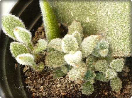 kalanchoe dzieci.JPG