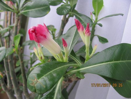 Kwiaty Adenium 001.JPG