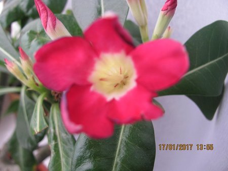 Adenium 001.JPG