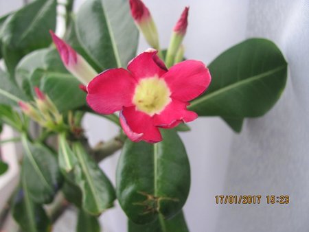 Adenium 004.JPG