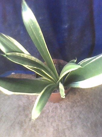 Sansevieria trifasciata midnight shine.jpg