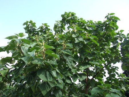 paulownia 09.2016.jpg