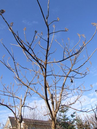 paulownia listopad 2016.jpg