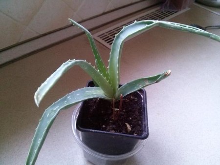 Aloes.JPG