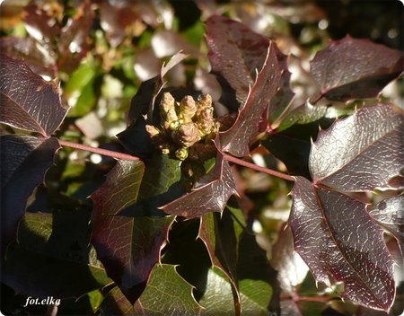 mahonia.JPG