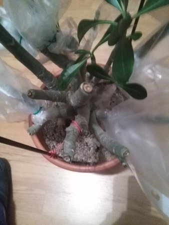 Szczepienie Adenium duże i małe 002.jpg