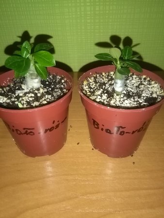 Szczepienie Adenium duże i małe 004.jpg