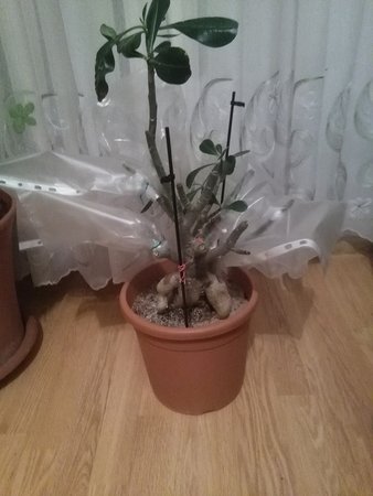 Szczepienie adenium 001.jpg