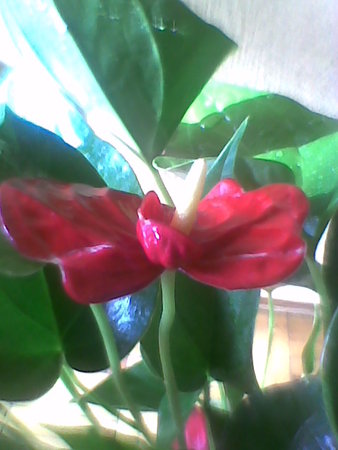 Anthurium andreanum (anturium Andreego).jpg