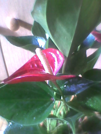 Anthurium andreanum (anturium Andreego)  kwiat.jpg