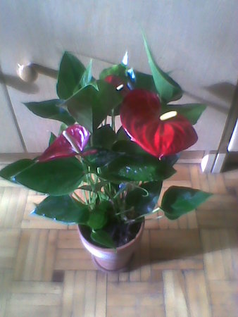 Anthurium andreanum (anturium Andreego) ,.jpg