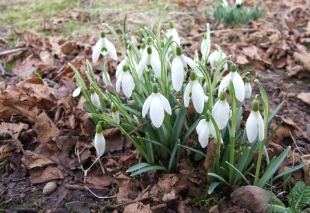 05.03. 2017  przebiśniegi.jpg