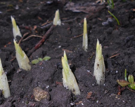 azIris reticulata Harmony 2017-03-16 5842.JPG