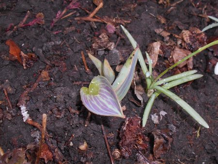 azTulipan wyrzuciskowy 2017-03-16 5840.JPG