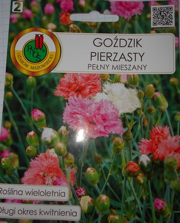 azGozdzik pierzasty 2017-03-11 5787.JPG