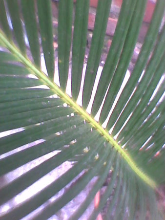 Cykas odwinięty, Cykas wygięty, Sagowiec- Cycas revoluta zbliżenie na liść 1.jpg