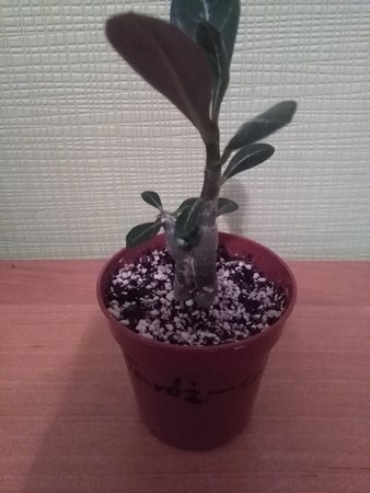 Szczepione adenium 004.jpg