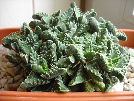 Faukaria tuberculosa.jpg