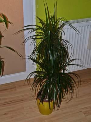 Dracena, 03-08-2012.JPG