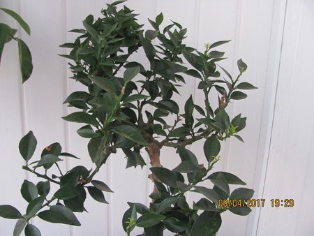 Pomarańcza Myrtifolia Chinotto 002.JPG