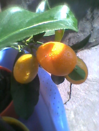 Kumkwat owoce.jpg