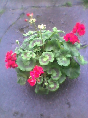 Pelargonia-donica.jpg