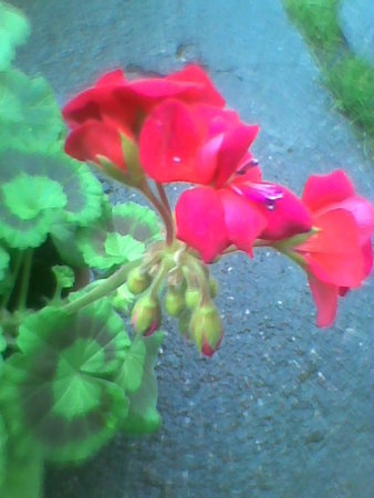 Pelargonia kwiat 2.jpg