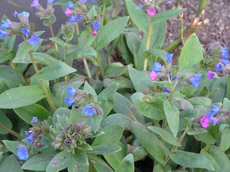 pulmonaria angustifolia j.jpg