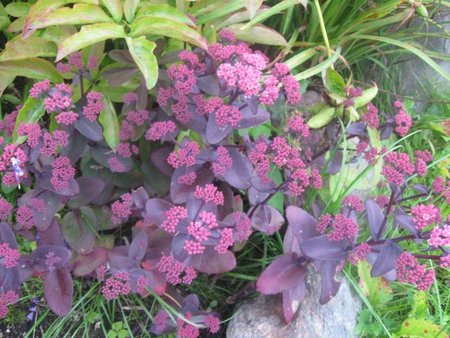 Sedum telephium 'Karfunkelstein'.jpg