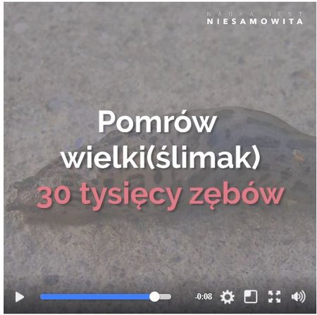 ślimak.JPG