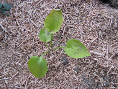 Hosta  ‘Golden Prayers’.jpg